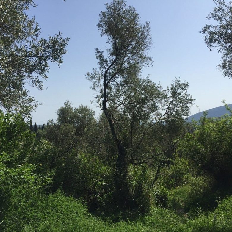 Land plot for sale in Podi-Montenegro — Montenegro