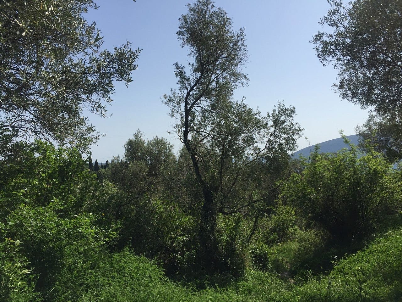 Land plot for sale in Podi-Montenegro — Montenegro