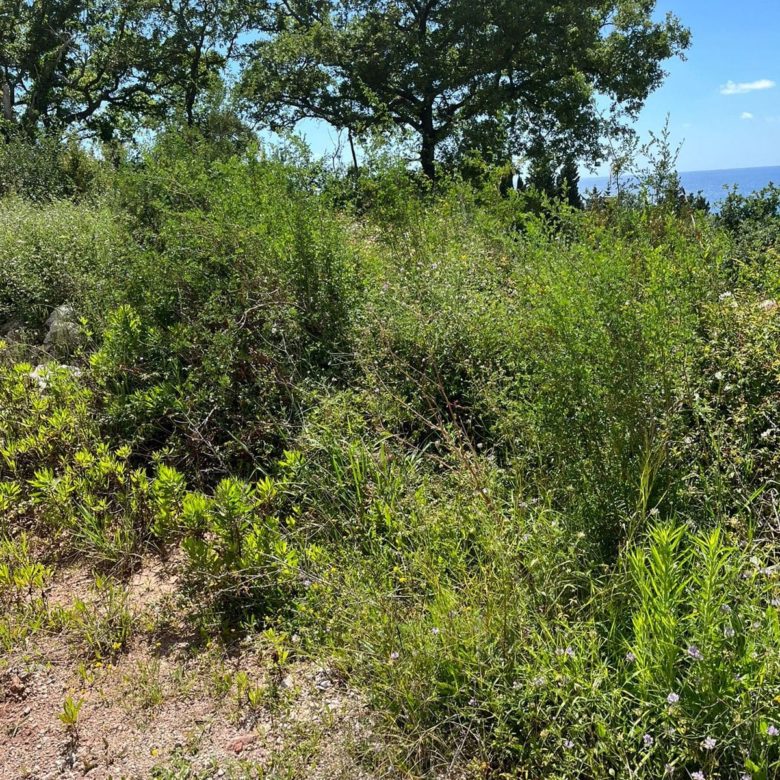 Prime Land Plot for Sale in Rezevici — Montenegro