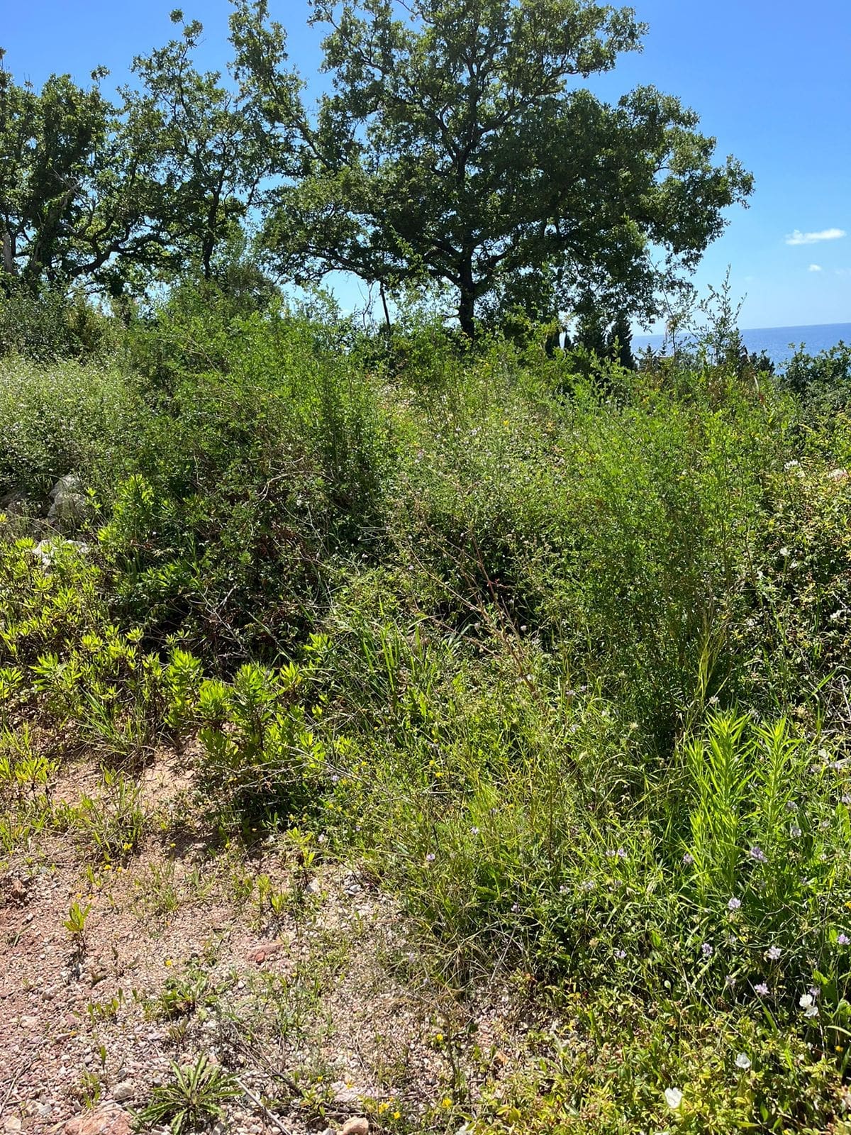 Prime Land Plot for Sale in Rezevici — Montenegro