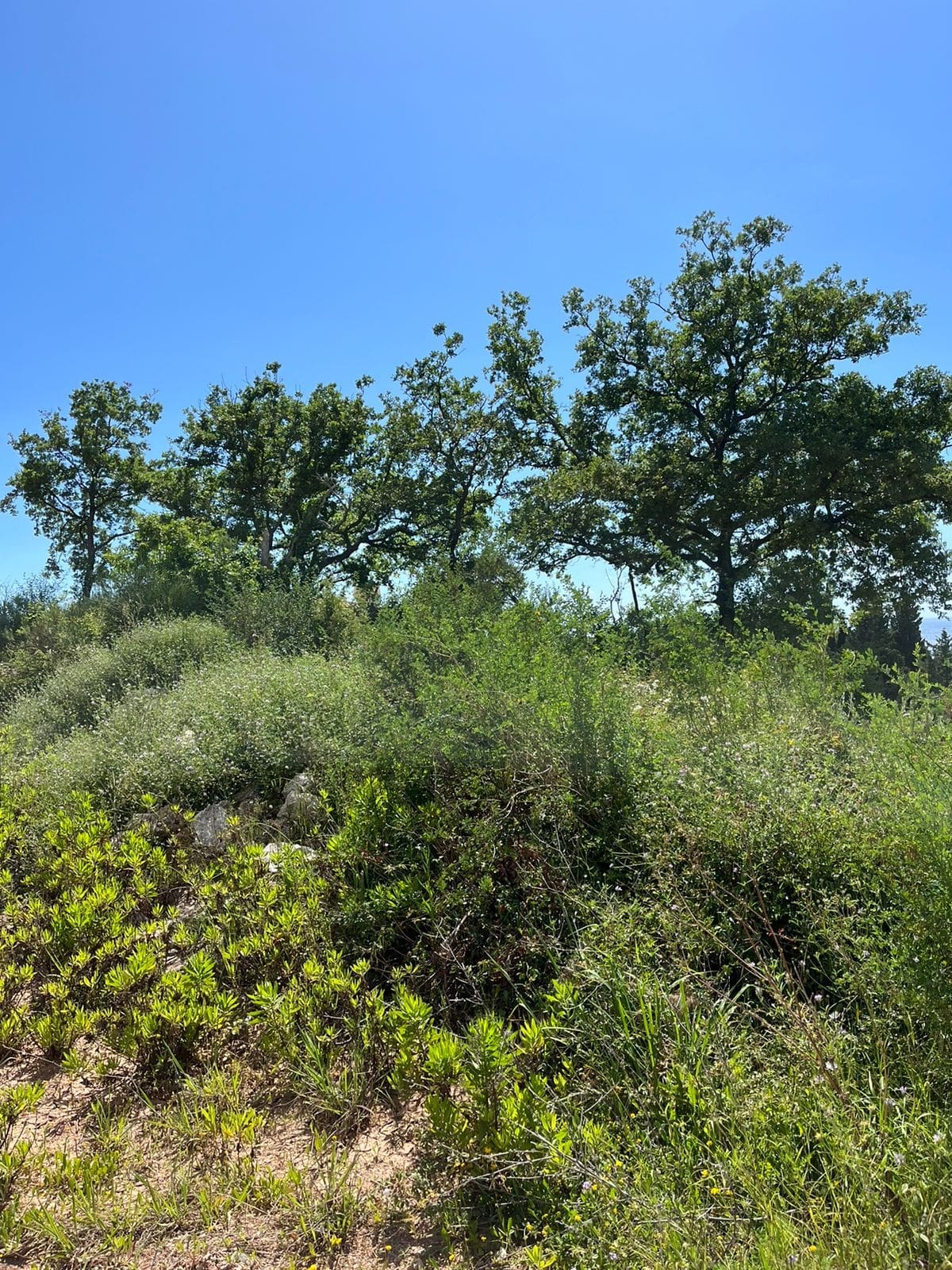 Prime Land Plot for Sale in Rezevici — Montenegro