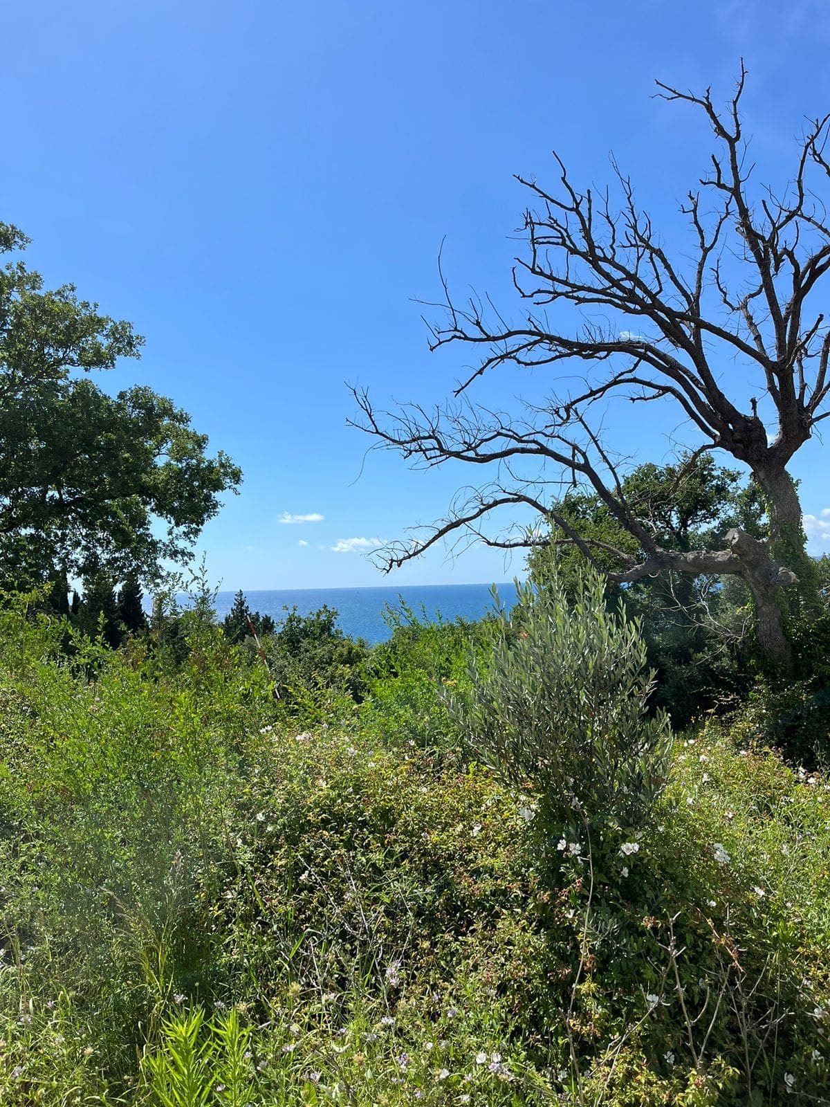 Prime Land Plot for Sale in Rezevici — Montenegro